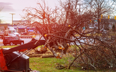 When Should You Have a Tree Removed from Your Property?