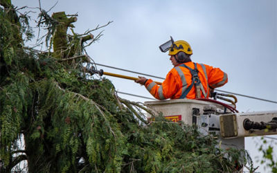 Why Hiring an Arborist for Tree Service?