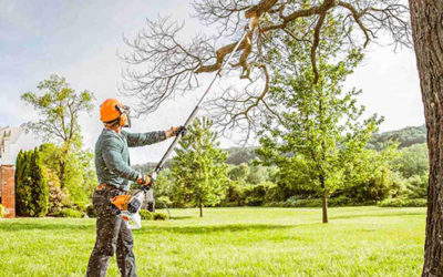 Tree Pruning or Removal Safety