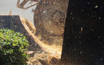 The Many Benefits of Stump Grinding
