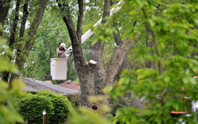 3 Reasons to Hire a Professional for Residential Tree Care