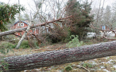 Is it time to have that old tree removed?