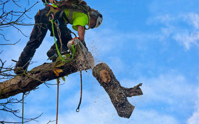 Reasons to Consider Expert Tree Removal Services