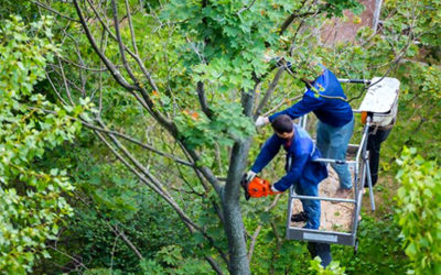 What To Know About Choosing A Tree Service?