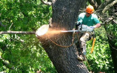 How an Expert Tree Removal Service Can Assist With a Tree Struck By Lightning?